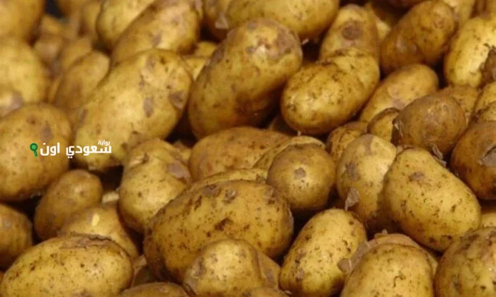 كيلو البطاطس بكام اليوم