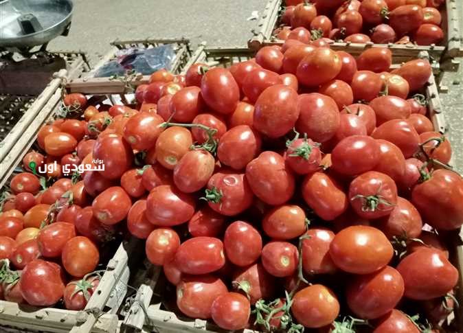 كيلو الطماطم وصل كام
