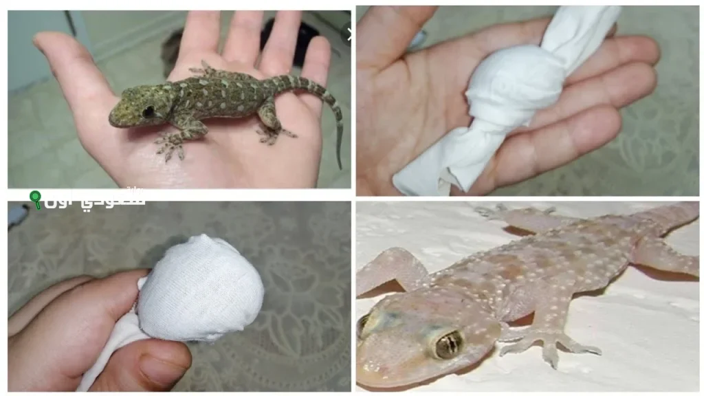 ماذا يجب عليك فعله عند قتل البرص