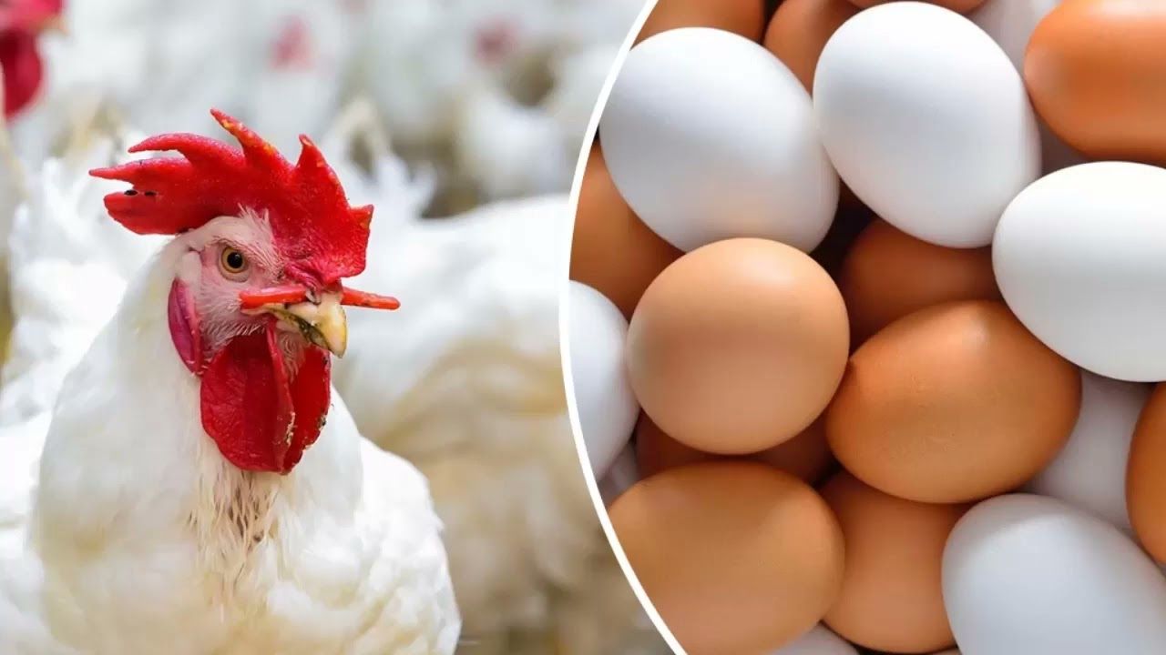 مفاجأة في أسعار الدواجن اليوم