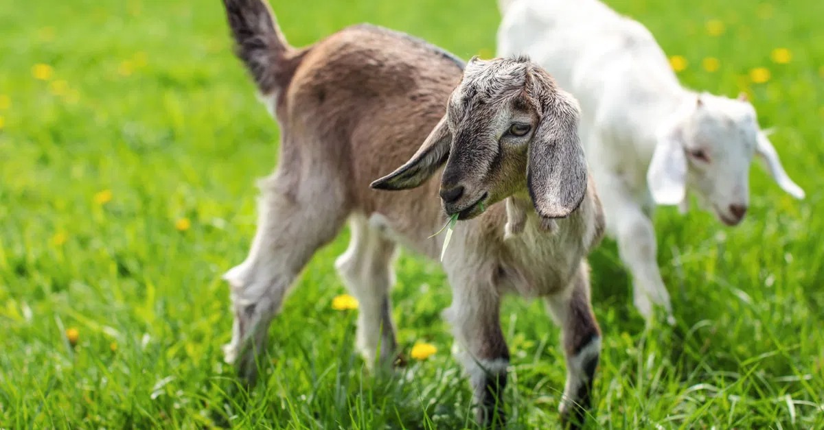 هل ستتحول الأضحية لتجربة رقمية