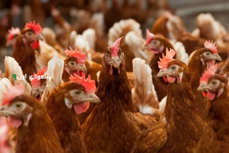 سعر الدينار الكويتي اليوم في البنك المركزي