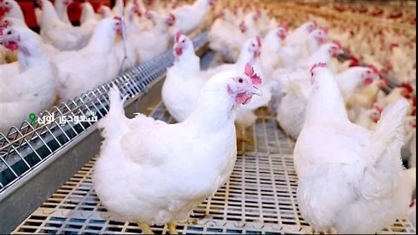 تحركات سعر الدواجن اليوم في مصر