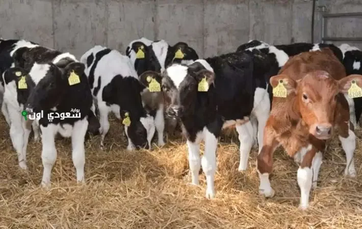 أسعار الأضاحي اليوم في مصر
