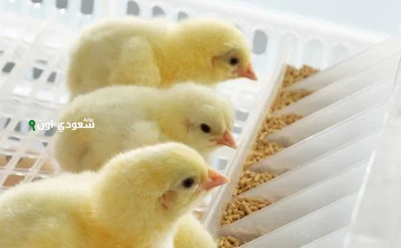 أسعار الكتاكيت اليوم