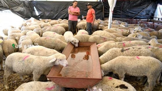 مطالبات بحظر إقامة شوادر بيع الأضاحي في الطرقات