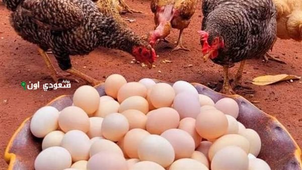 أسعار الدواجن اليوم في السوق المصري