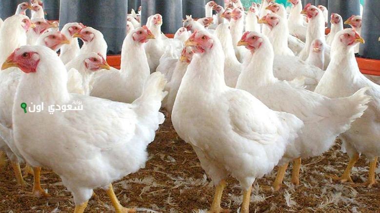 اسعار الفراخ البيضاء والبلدي اليوم
