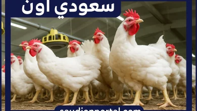 سعر الفراخ البيضاء اليوم الأحد 11 مايو 2025 توازن السوق ثبات ملحوظ