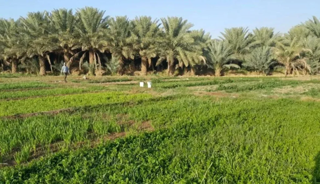 استدامة في جازان يحقق