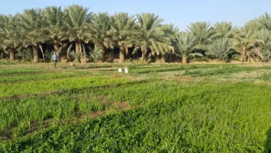 استدامة في جازان يحقق إنجازات كبيرة لدعم الزراعة المحلية وتحقيق الأمن الغذائي