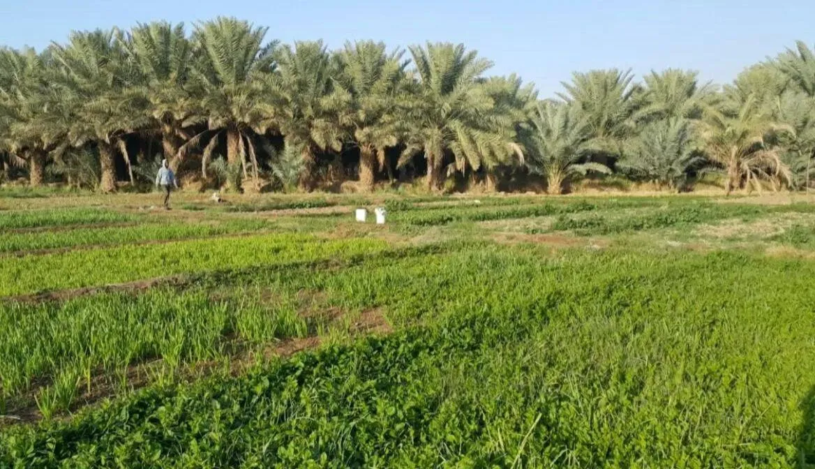 استدامة في جازان يحقق إنجازات كبيرة لدعم الزراعة المحلية وتحقيق الأمن الغذائي