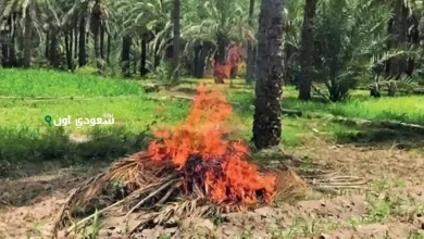 ضبط مُخالف حرق الغطاء النباتي