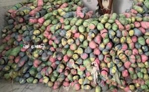 إحباط محاولة تهريب 308 كجم من القات في جازان