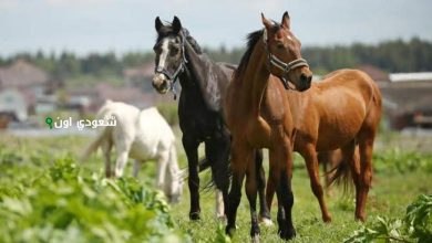 المنظمة العالمية للصحة الحيوانية تعلن السعودية خالية من مرض طاعون الخيل الأفريقي