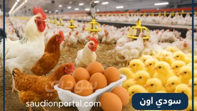 بورصة الدواجن اليوم أسعار الفراخ البيضاء