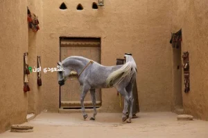 اعتماد عالمي يؤكد خلو السعودية من طاعون الخيل الأفريقي