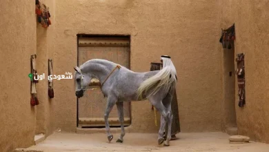 اعتماد عالمي يؤكد خلو السعودية من طاعون الخيل الأفريقي