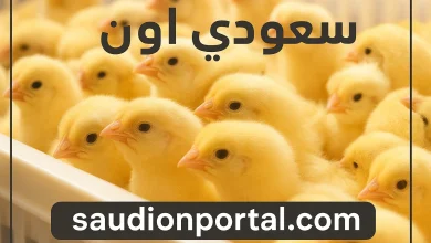 سعر الكتاكيت اليوم