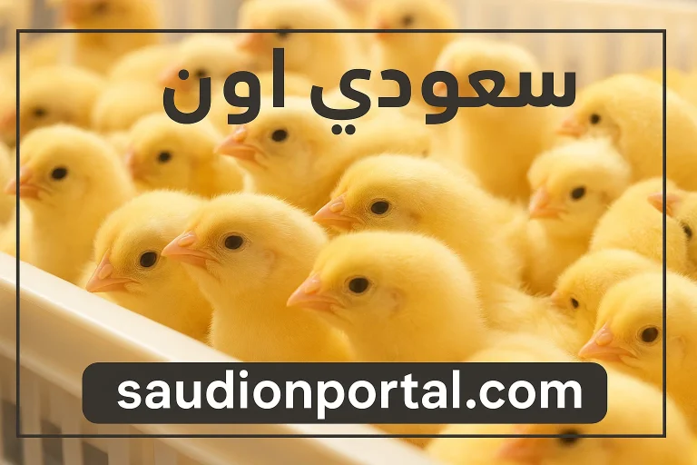 سعر الكتاكيت اليوم