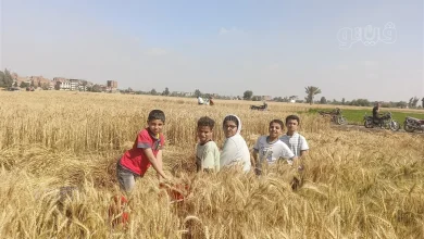 حصاد القمح