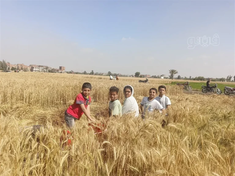 حصاد القمح