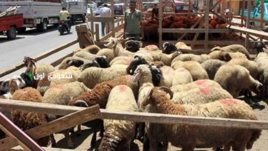 74% من المشاركين في الاستطلاع موافقين على الحظر!! مطالبات بحظر إقامة شوادر بيع الأضاحي في الطرقات
