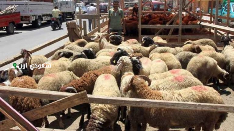 74% من المشاركين في الاستطلاع موافقين على الحظر!! مطالبات بحظر إقامة شوادر بيع الأضاحي في الطرقات