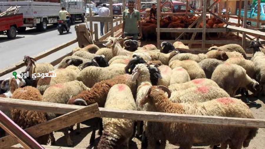 74% من المشاركين في