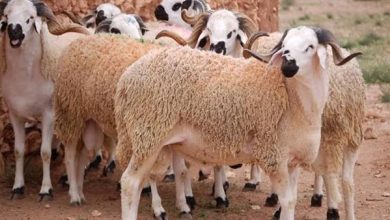 وزارة الأوقاف تطلق حملة صكوك الأضاحي لعام 1446هـ