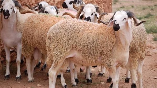 وزارة الأوقاف تطلق حملة