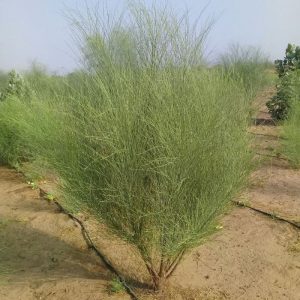 شجر البان العربي بيرجع بقوة في المدينة المنوّرة