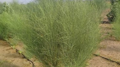 شجر البان العربي بيرجع بقوة في المدينة المنوّرة