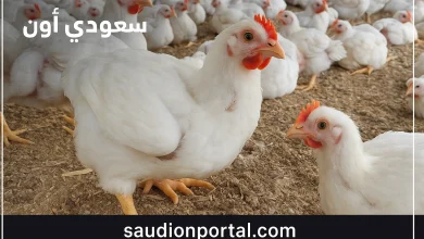 سعر الدواجن اليوم الأحد 11 مايو 2025 بورصة نشطة بيع سريع