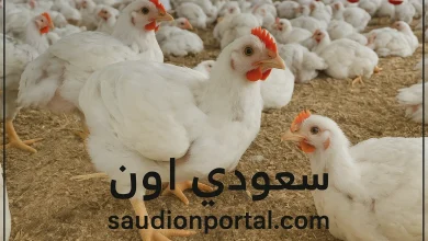 استقرار سعر الدواجن اليوم