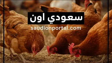أسعار الفراخ البيضاء اليوم