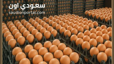 تحديث مباشر لأسعار البيض اليوم