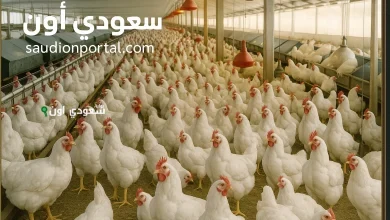 تذبذب مفاجئ.. سعر الدواجن اليوم السبت 17 مايو 2025 يُقلق المواطنين بشكل كبير