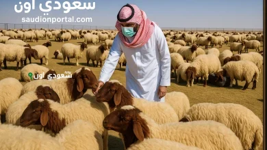 أماكن بيع الخرفان في السعودية