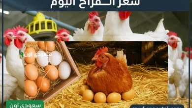 سعر الفراخ والبيض