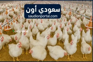 آخر تحديث لأسعار الدواجن اليوم