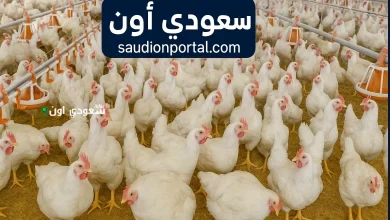 آخر تحديث لأسعار الدواجن اليوم
