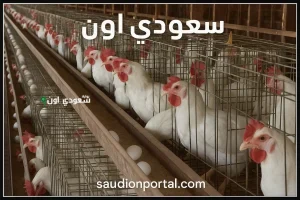 إليك آخر مستجدات أسعار الدواجن اليوم