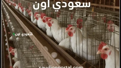 إليك آخر مستجدات أسعار الدواجن اليوم