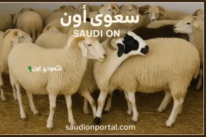 أماكن بيع الخرفان في السعودية