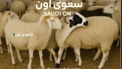 أماكن بيع الخرفان في السعودية
