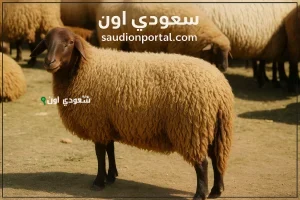 سعر الخروف قائم بالكيلو والعجول والماعز لعيد الأضحى