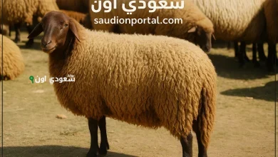 سعر الخروف قائم بالكيلو والعجول والماعز لعيد الأضحى