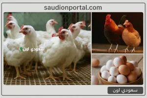 اسعار الدواجن اليوم