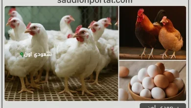 اسعار الدواجن اليوم